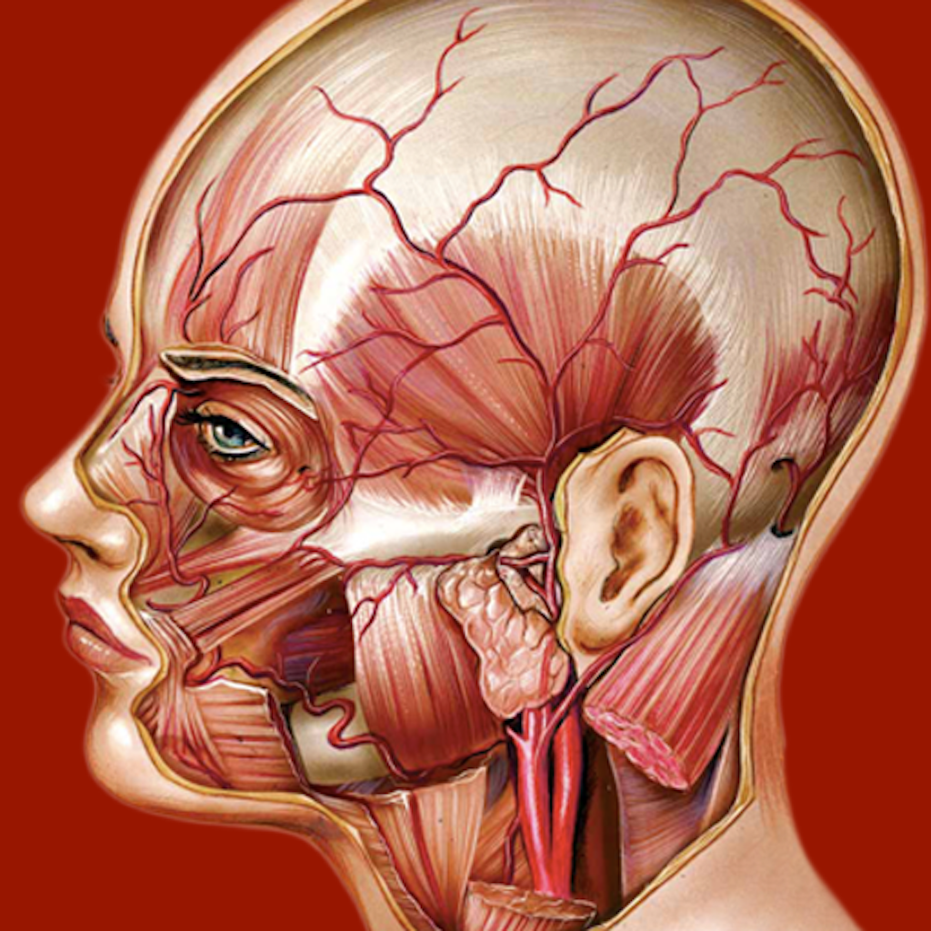 Icona Atlante di Anatomia